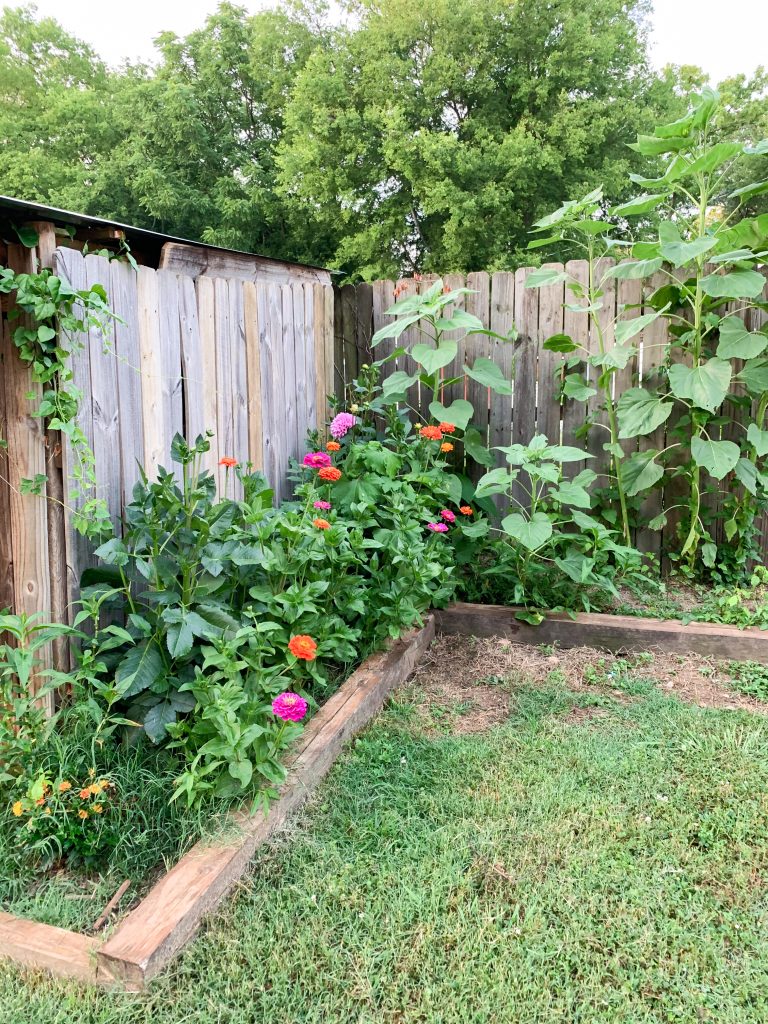 Cut flower garden with summer blooms