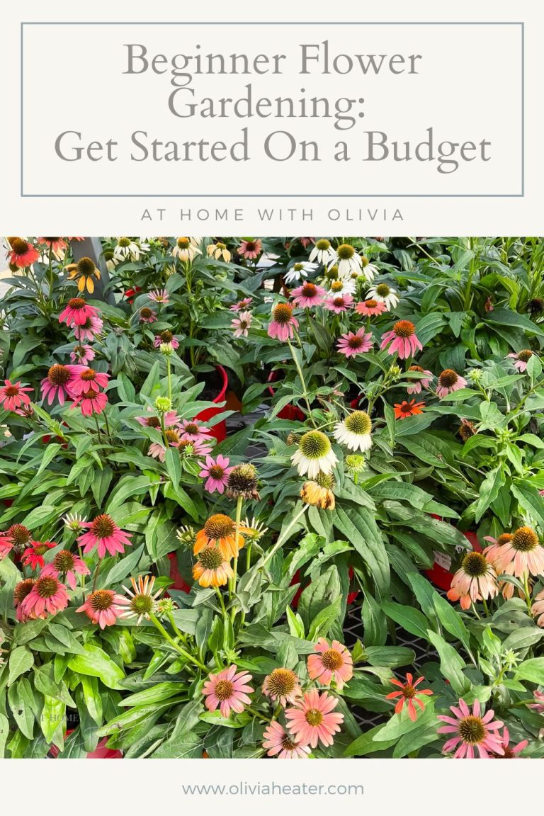 Sharable graphic - Flower Gardening on a Budget with photo of coneflowers