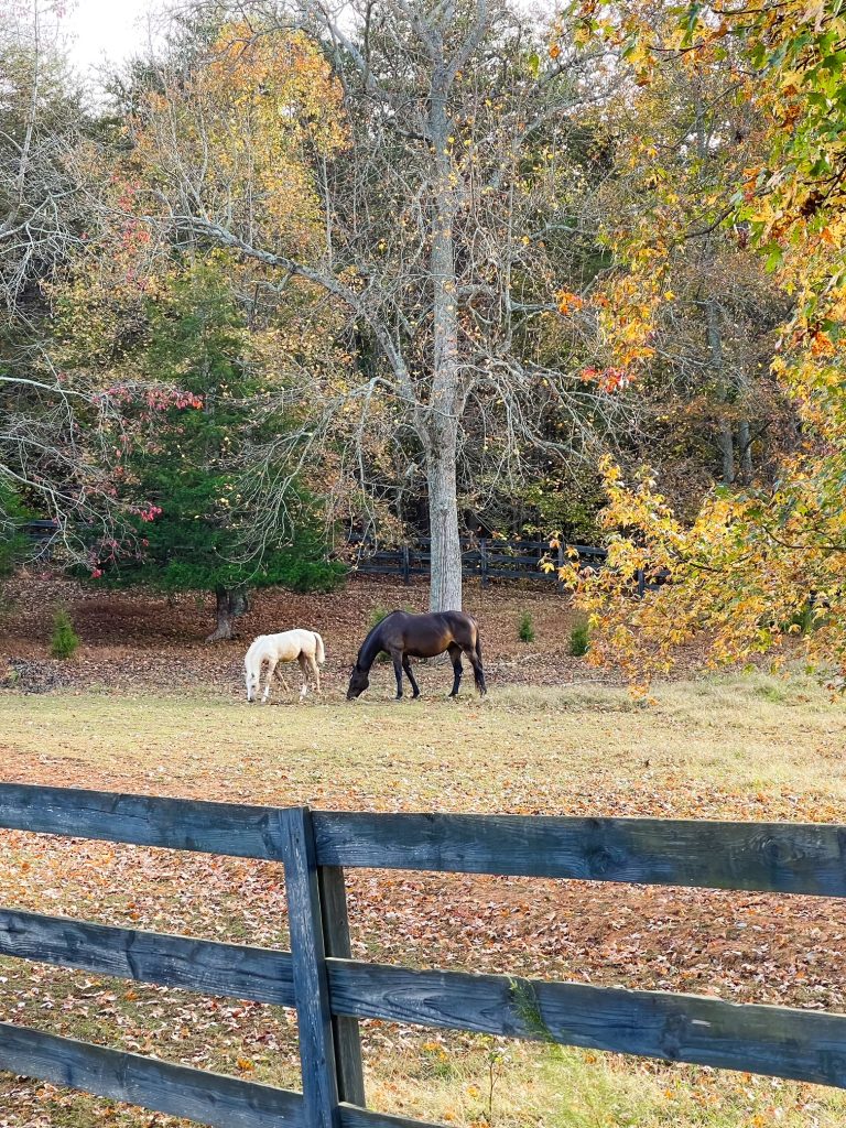 horses grazing in pasture in autumn