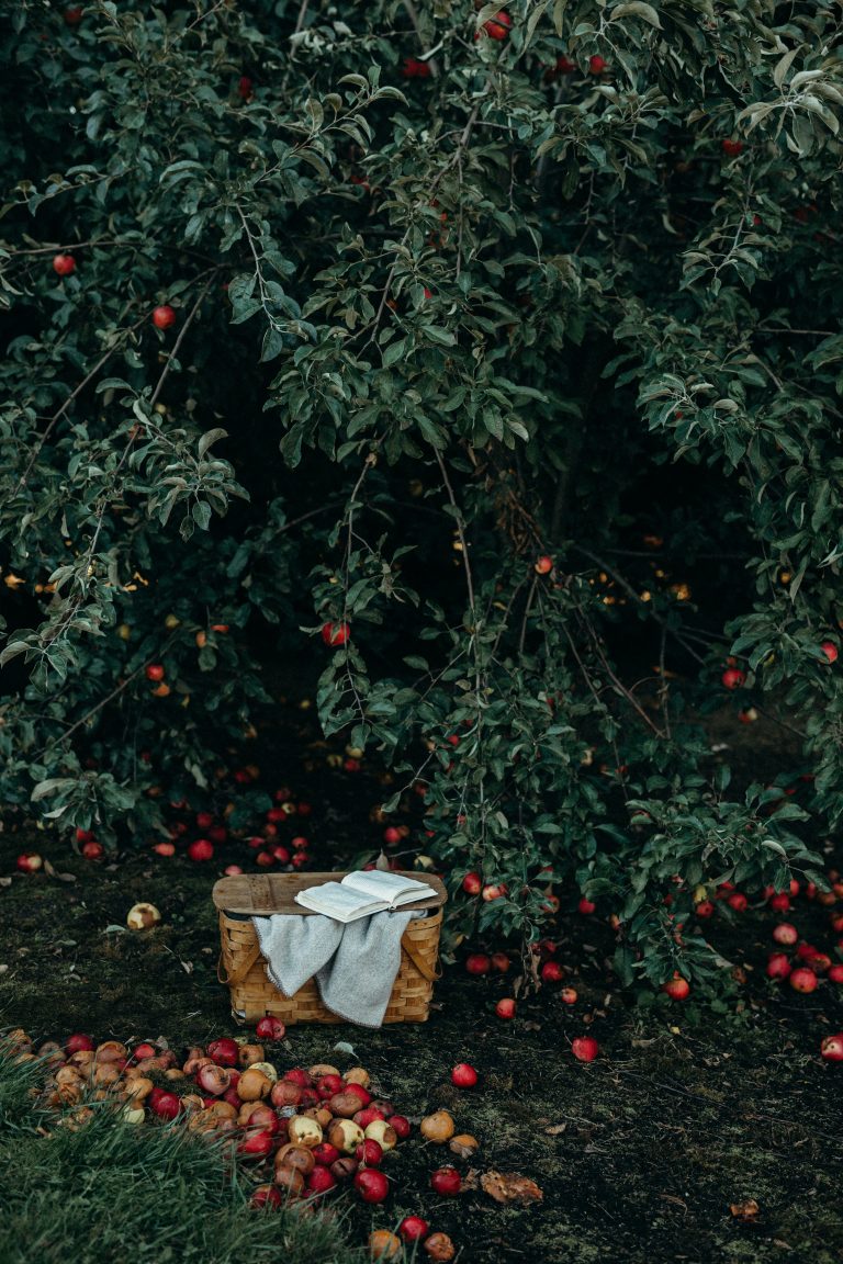 Seasonal Rhythms: Autumn