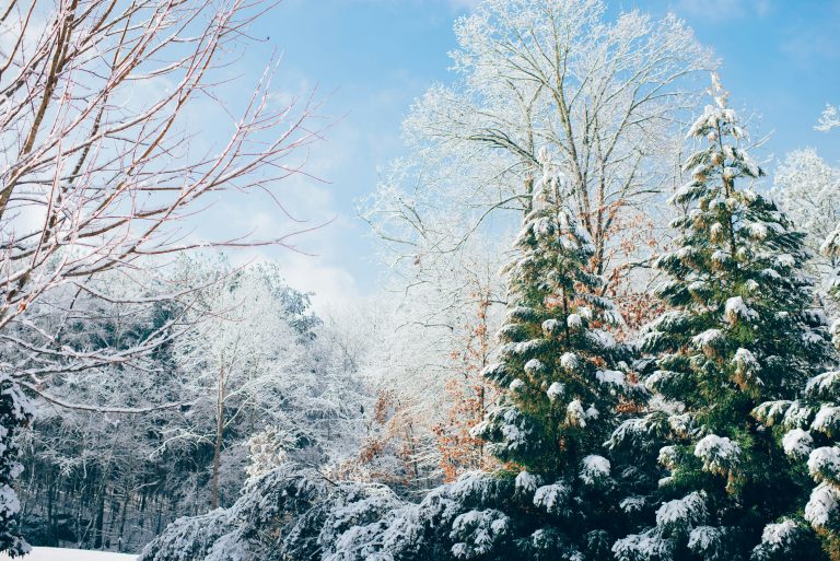 Winter outdoor scene with tall evergreen trees topped with snow and a clear blue sky above them