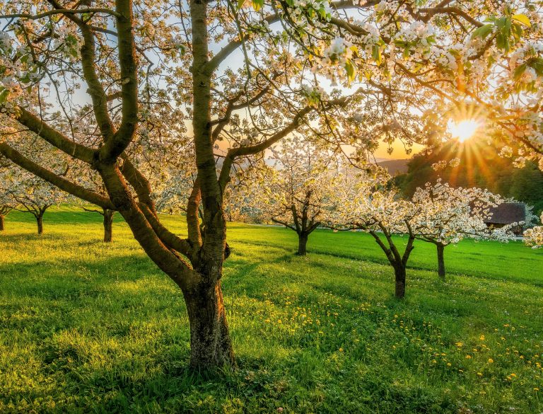 10 Simple Ways to Refresh Your Home for Spring